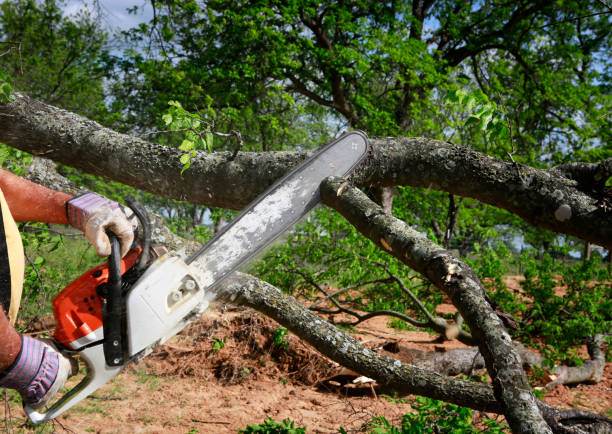 Reliable Hauser, ID Tree Services Solutions